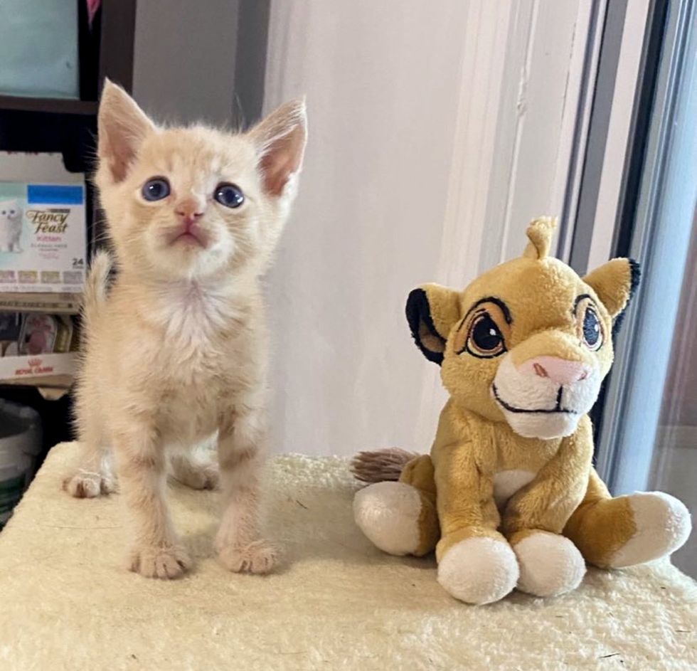 sweet kitten lion simba