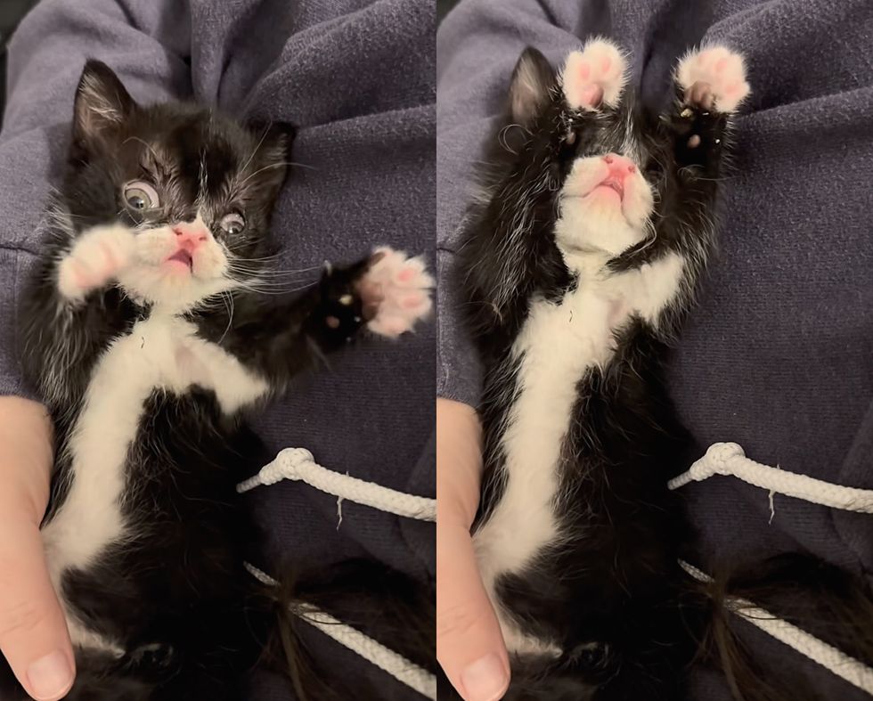 sweet kitten playful nose