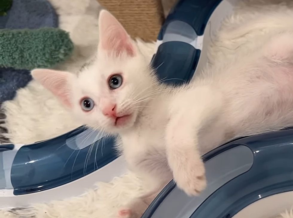 sweet kitten playful