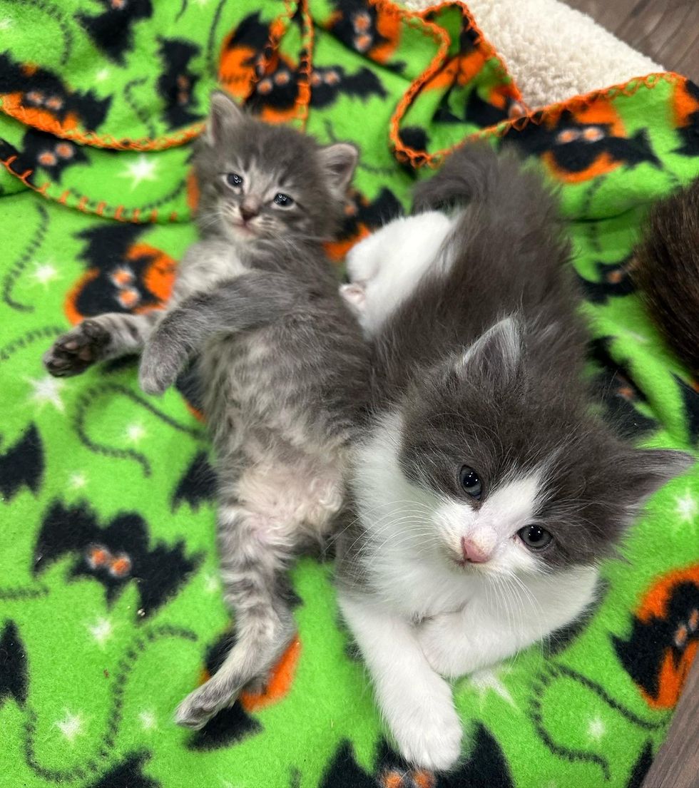 sweet kittens friends