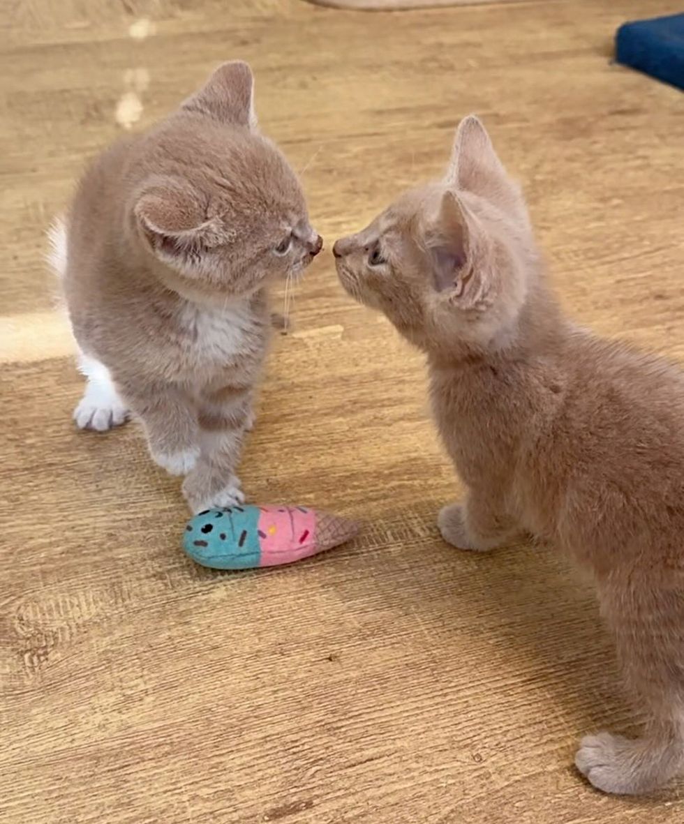 sweet kittens nose sniff