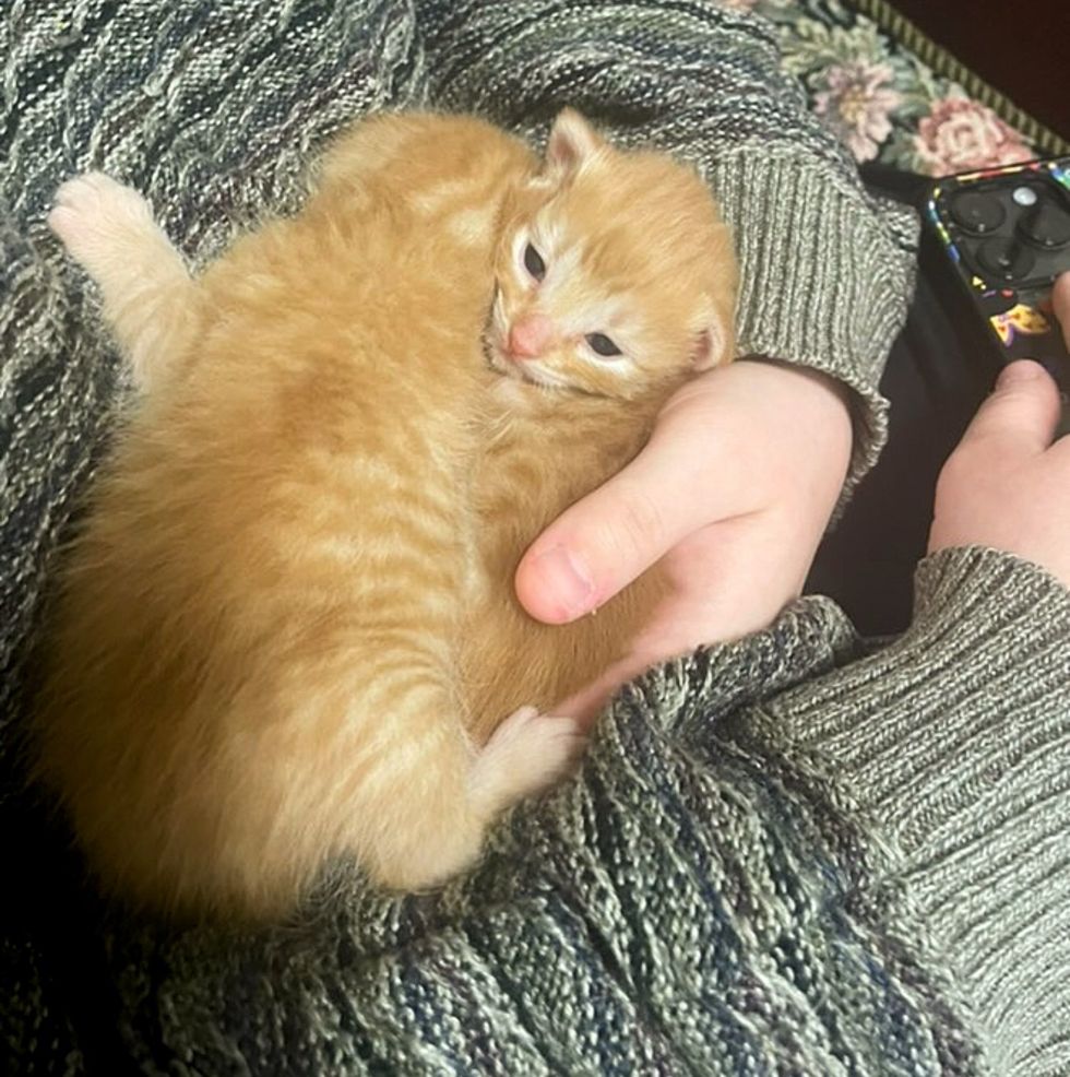 sweet kittens snuggles