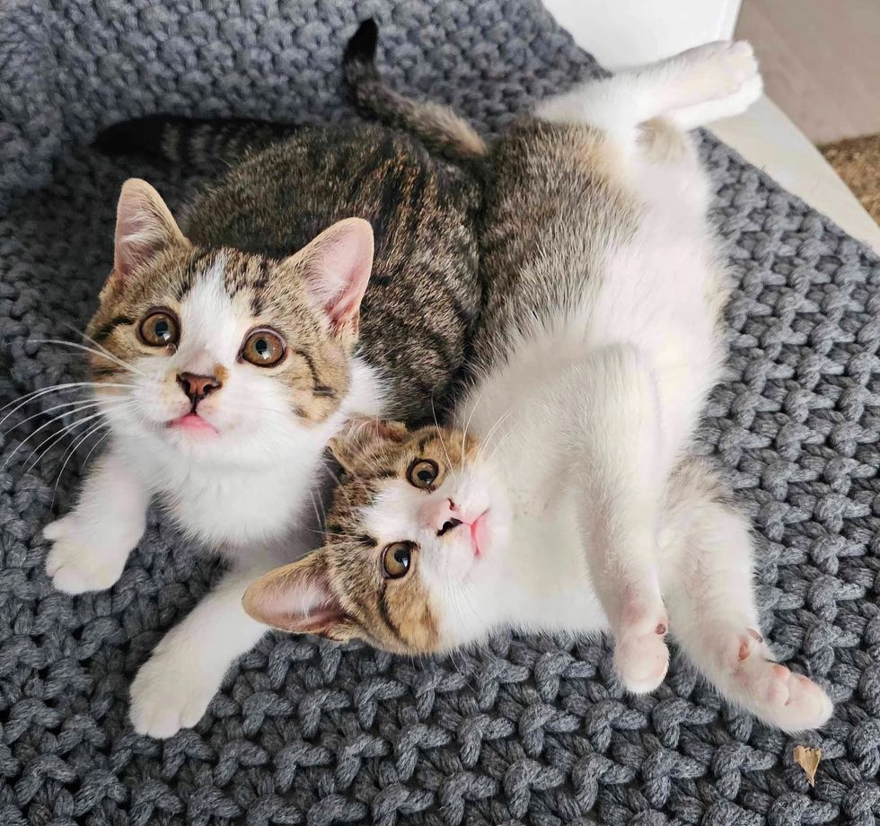 sweet kittens