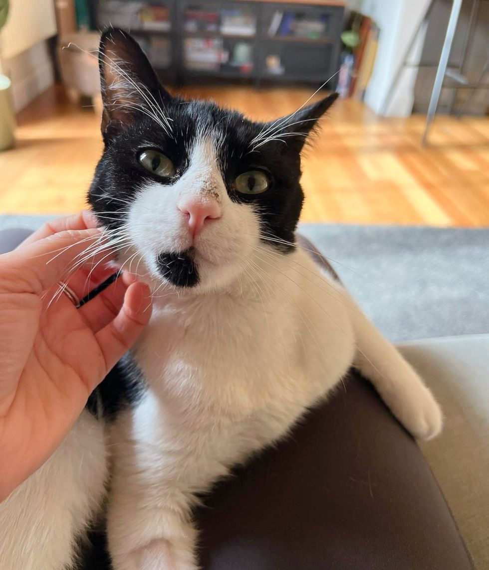 sweet lap cat snuggles