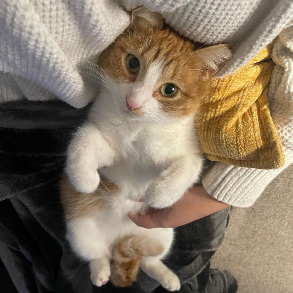 sweet lap cat snuggly