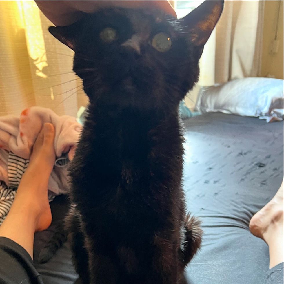 sweet older cat attention