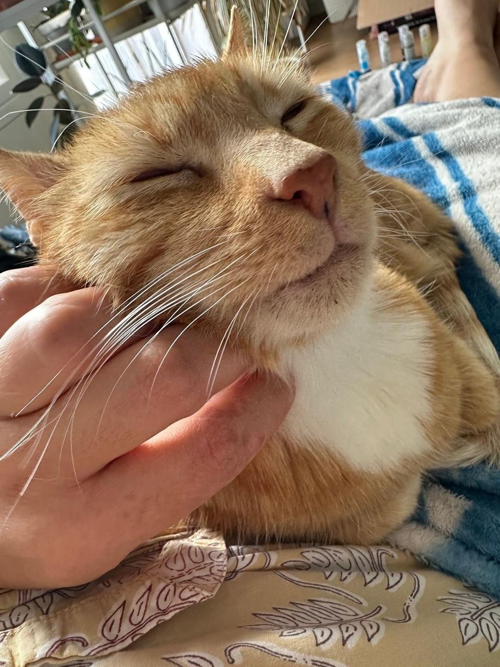 Sweet Orange Adult Cat