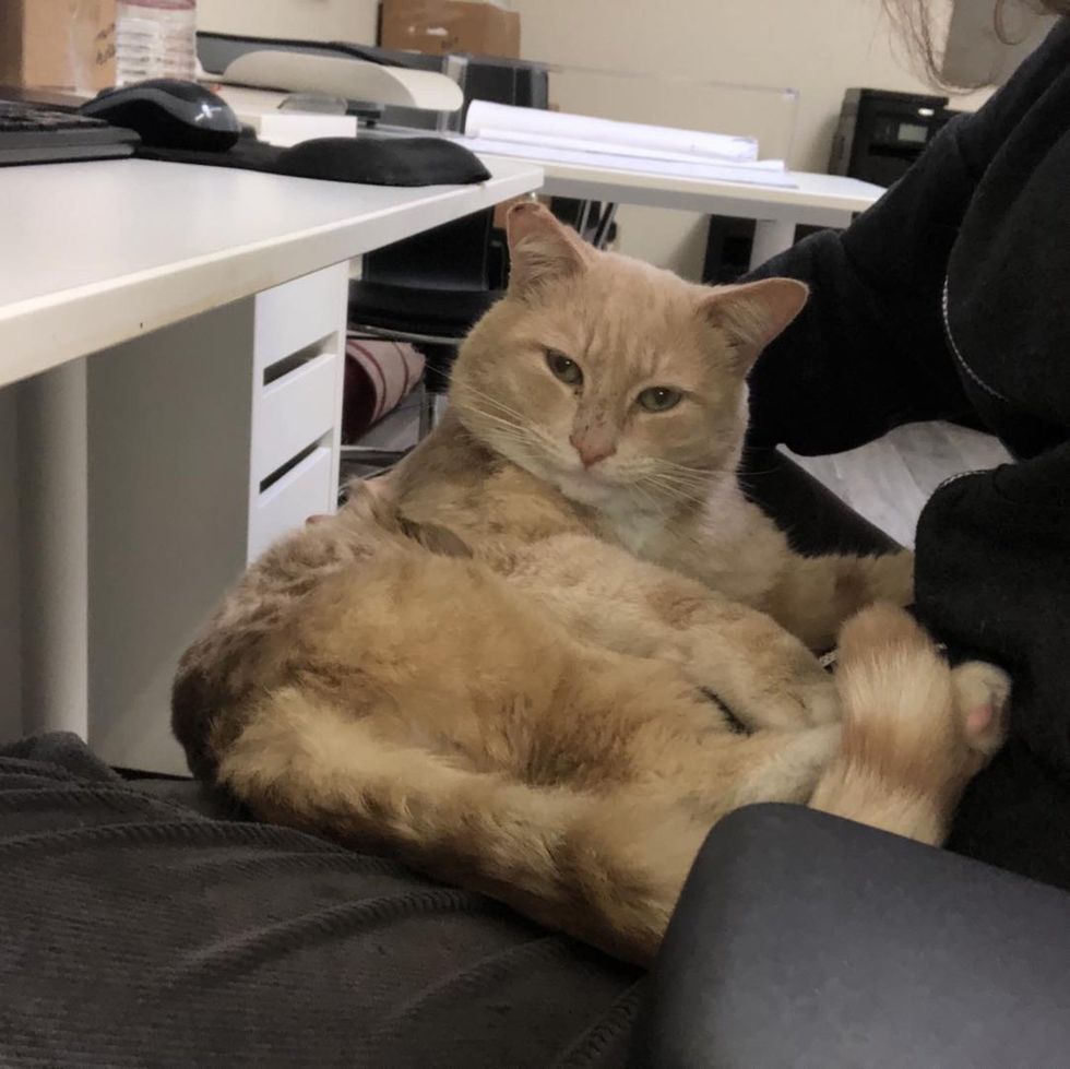 sweet orange lap cat