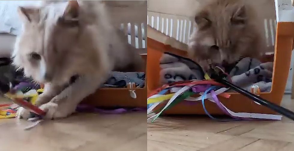 sweet playful one eyed cat