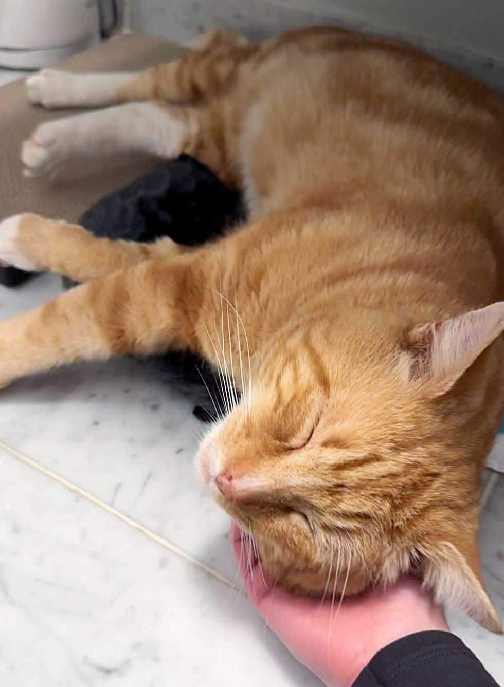 sweet purring sleeping cat