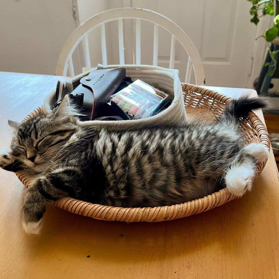 sweet sleeping kitten basket
