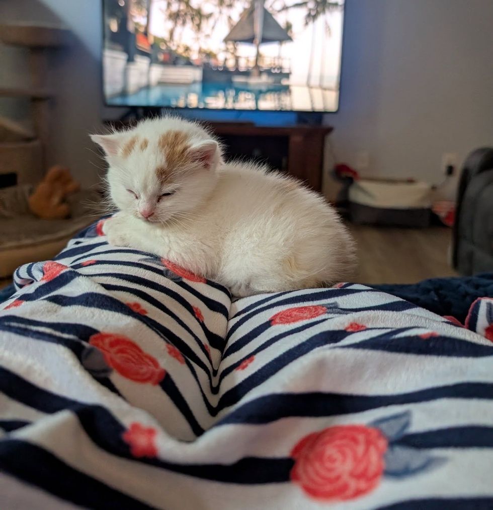 sweet sleeping kitten