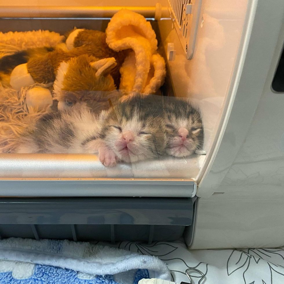 sweet sleeping kittens