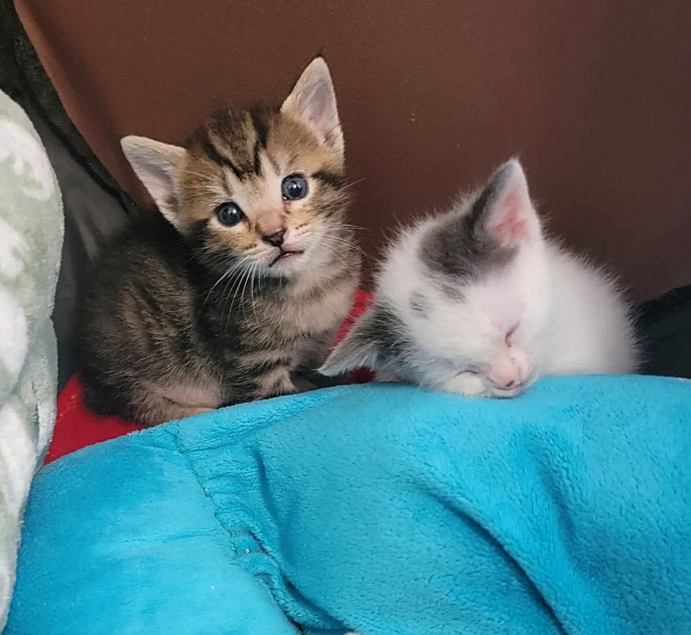 sweet sleepy kittens