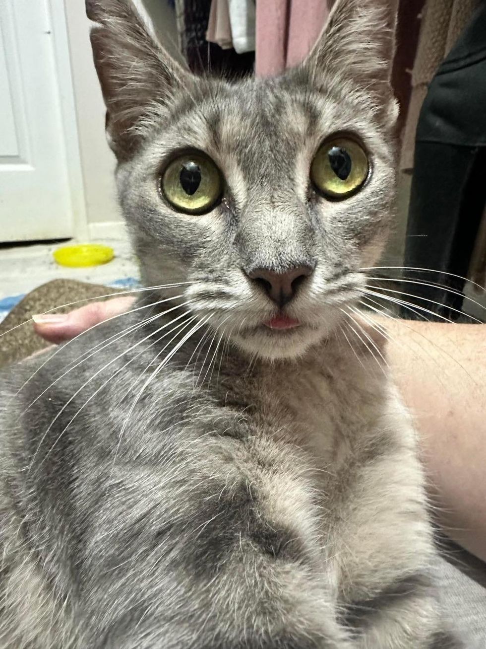 sweet snuggly cat tongue