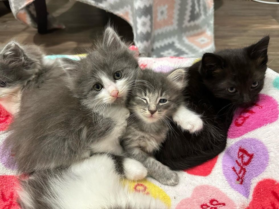 sweet snuggly kittens