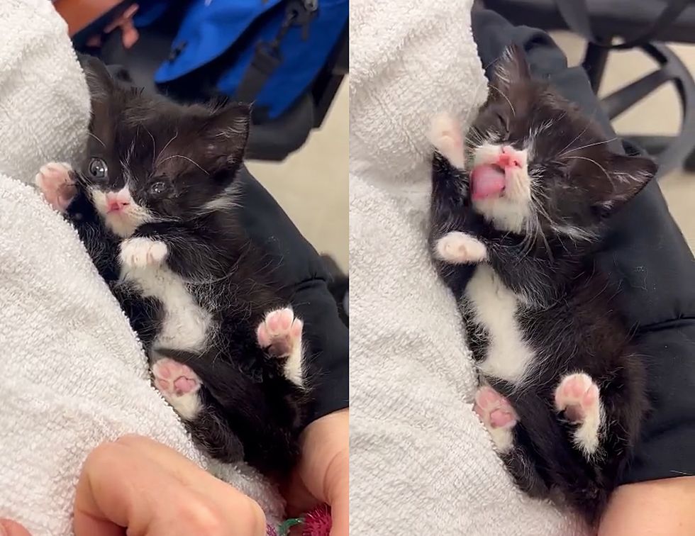 sweet snuggly tuxedo kitten