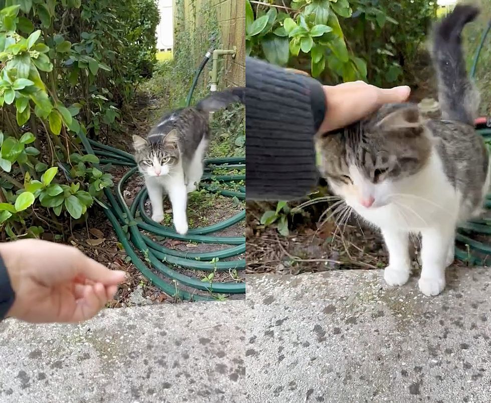 sweet stray cat friendly