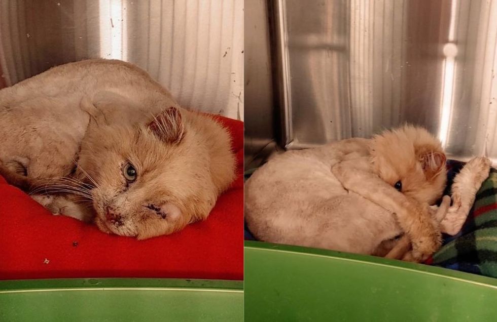 sweet stray cat safe