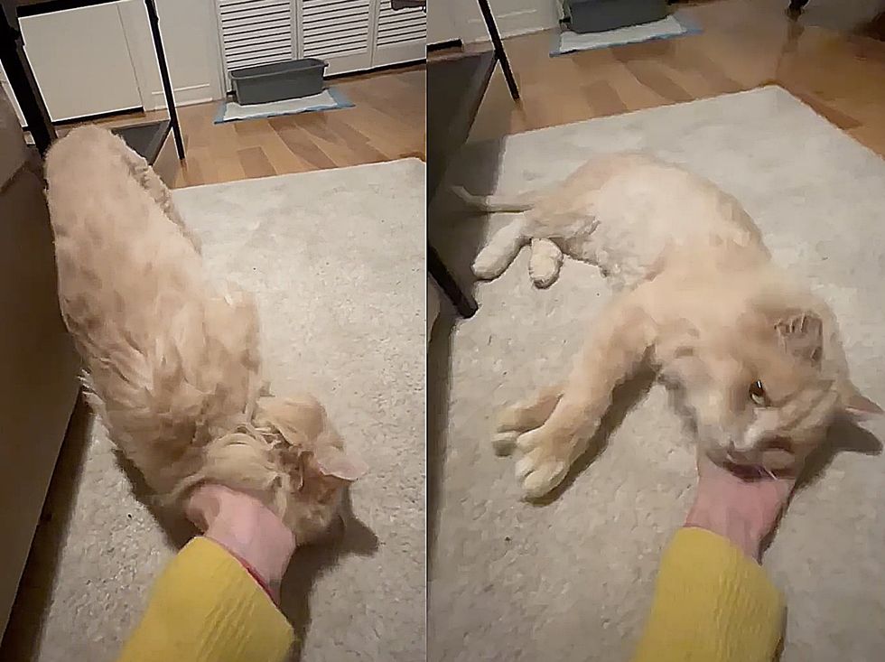 sweet stray cat snuggles