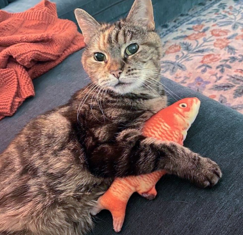 sweet tabby cat fish