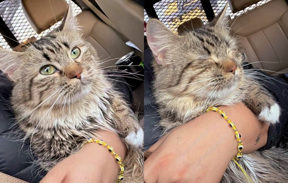 sweet tabby cat sleeping