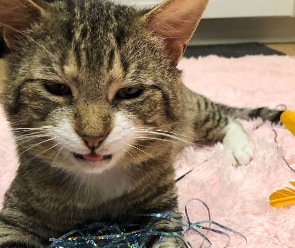 sweet tabby cat smile