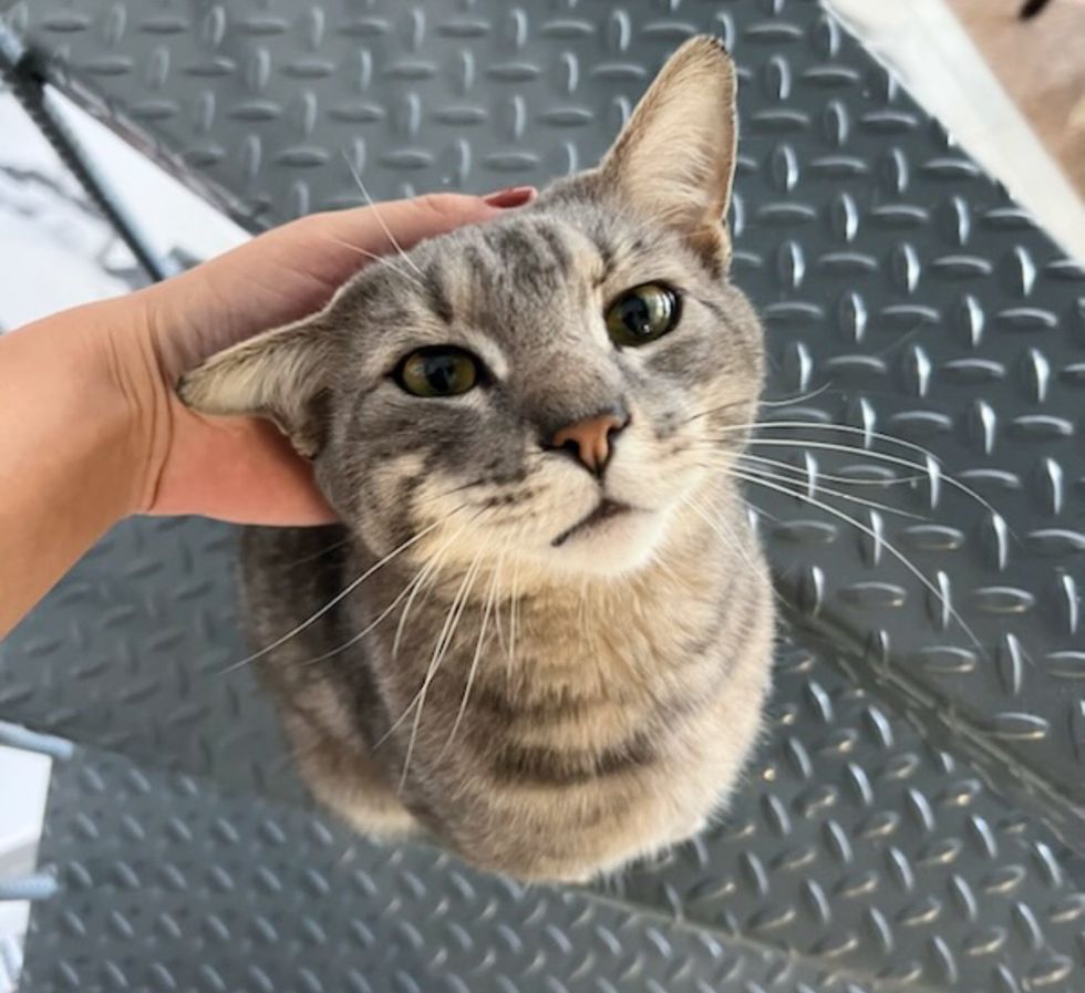 sweet tabby cat snuggles