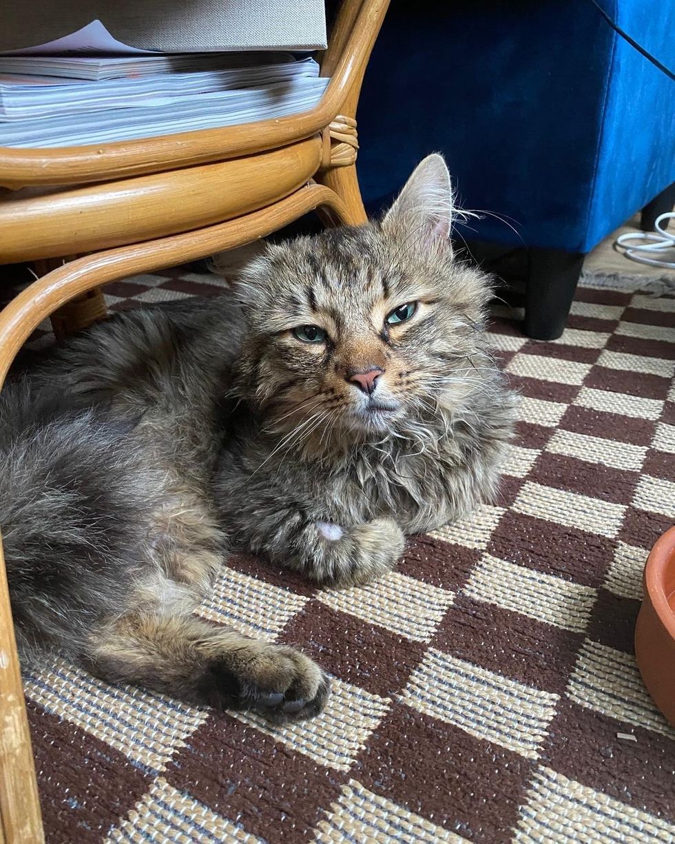 sweet tabby fluffy cat