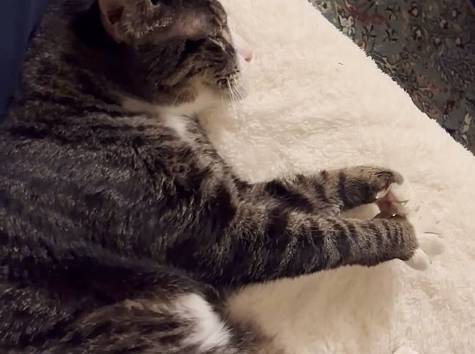 sweet tabby older cat