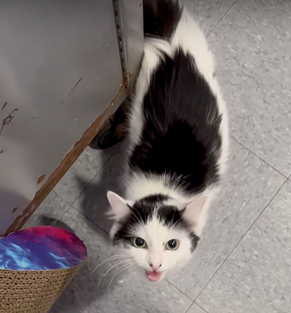 sweet talkative cat