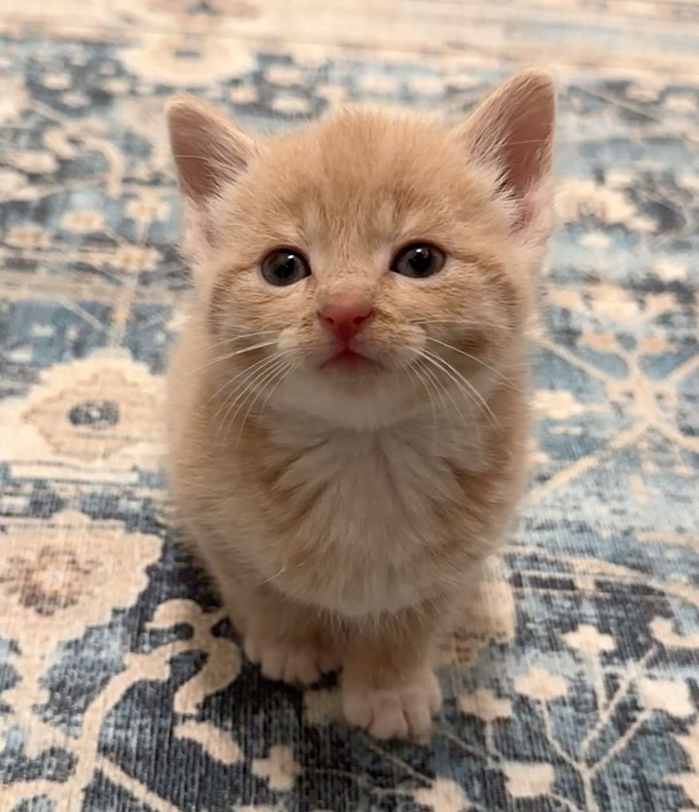 sweet tiny kitten