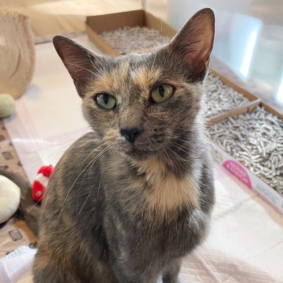 sweet tortie cat cherry