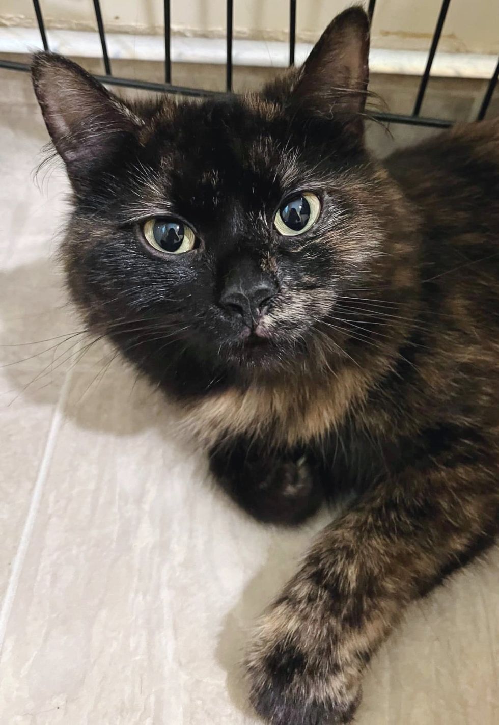 sweet tortie cat