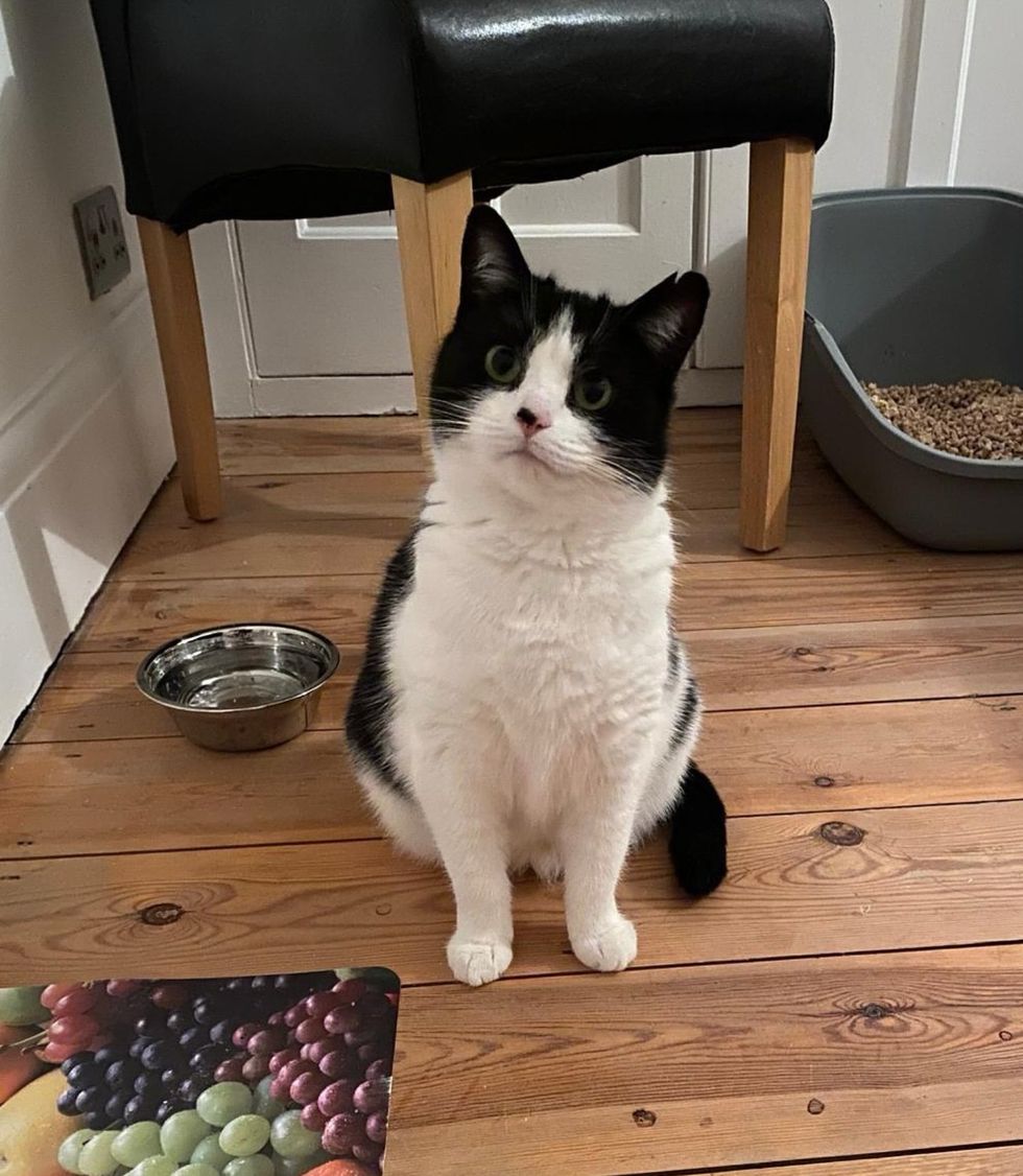 sweet tuxedo cat happy