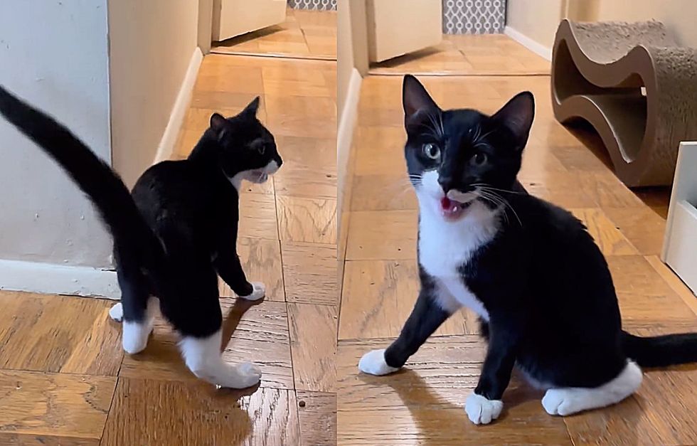 sweet tuxedo cat meowing