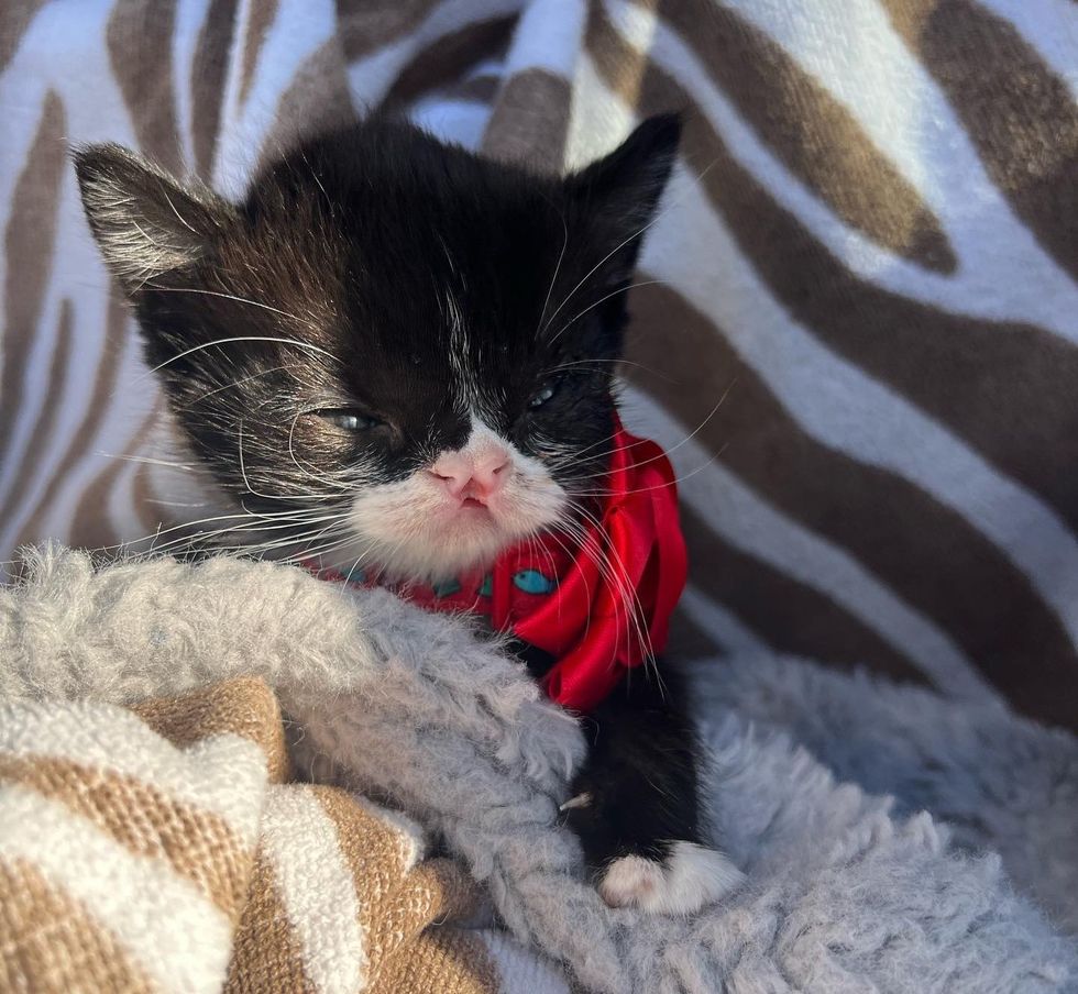 sweet tuxedo kitten nose butterfly