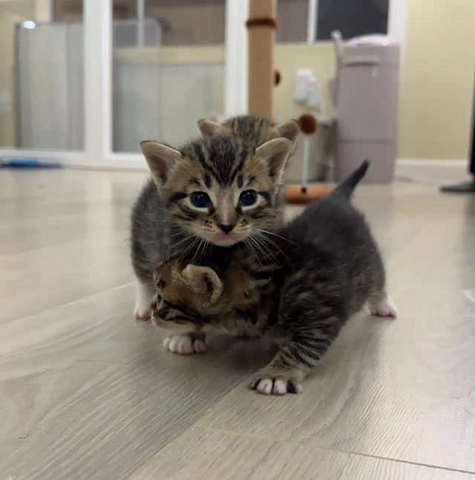 Tabbie kittens playing and wrestling