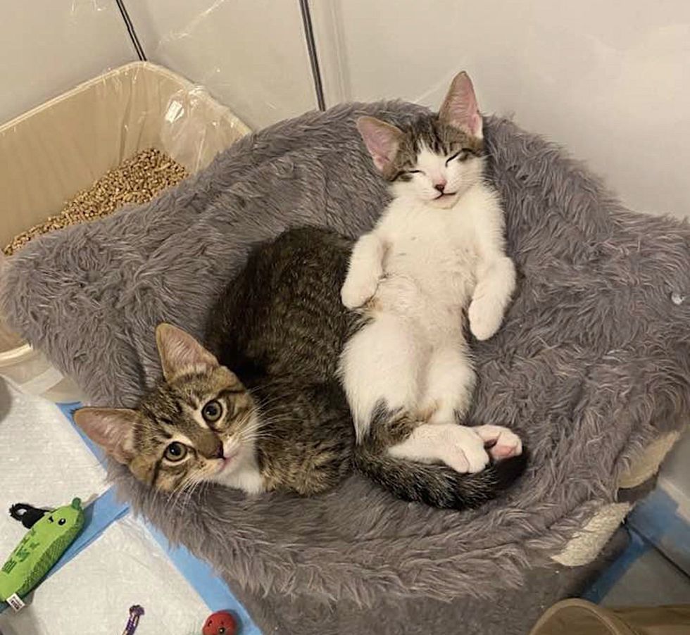 tabbies sleeping kittens