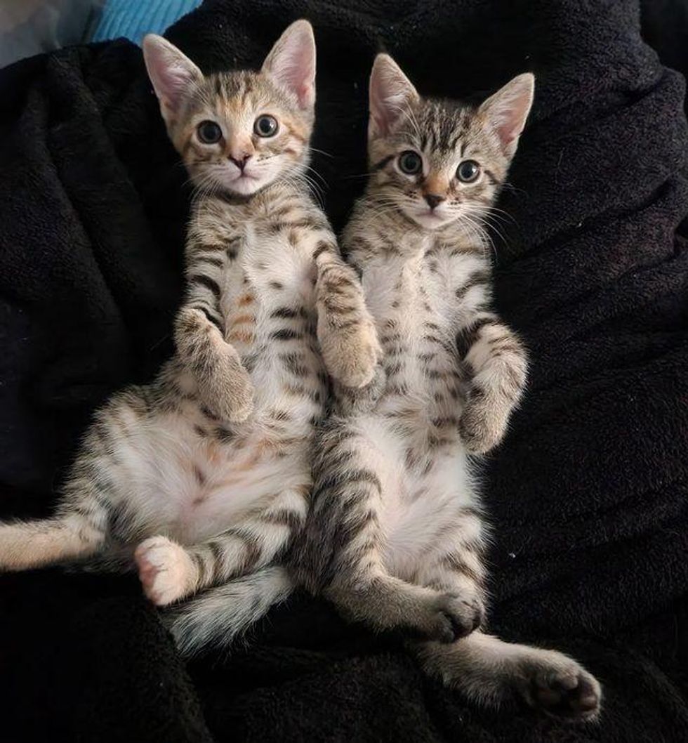 tabby best friends kittens