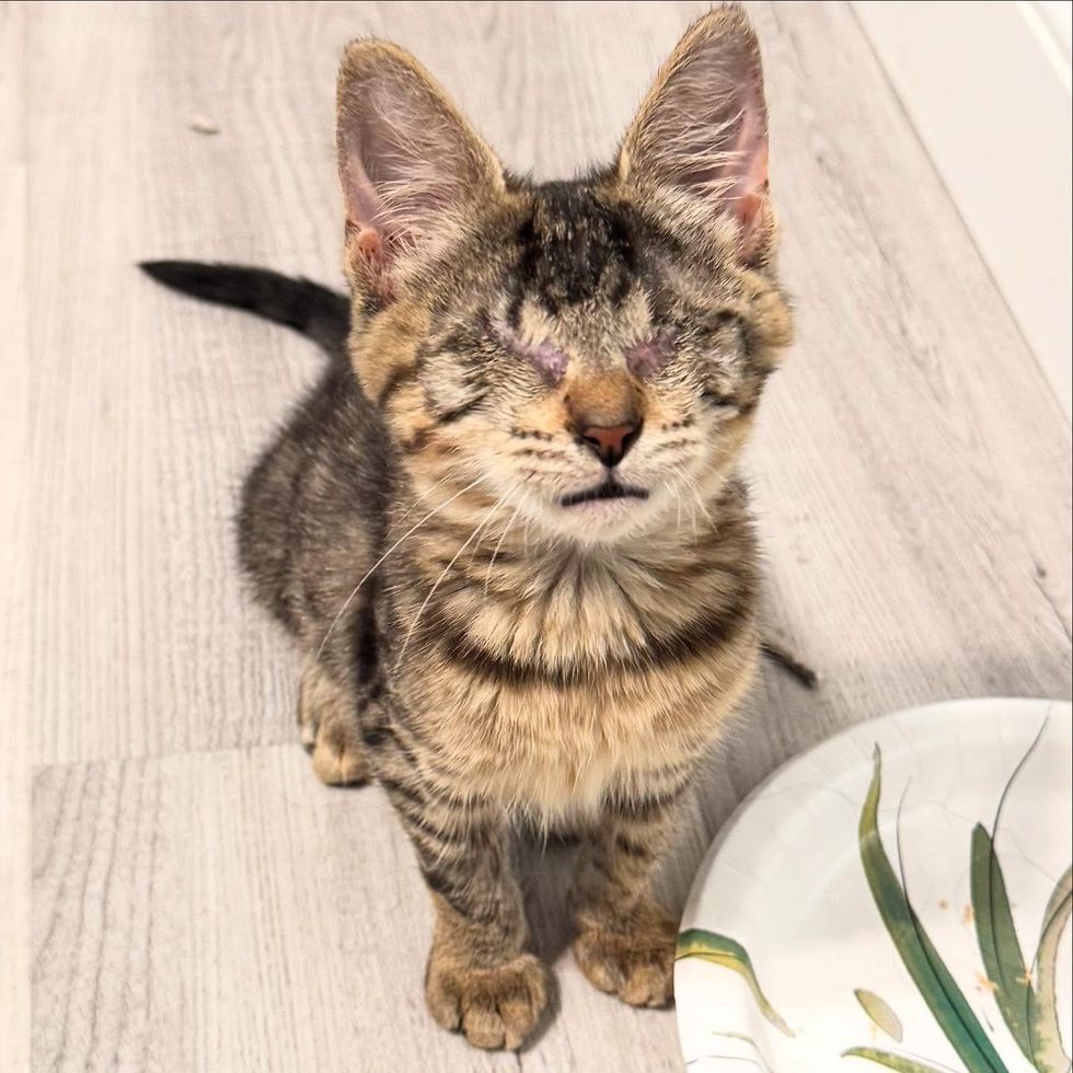 Blind Kitten Tries to Smash into Every other Hepper's Pen, Decided to Be His Absolute best Pal 2 tabby blind kitten brave