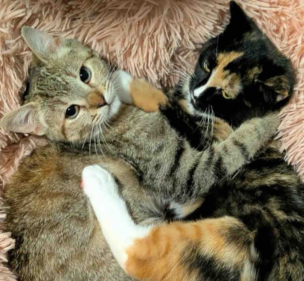 tabby calico kittens cuddly