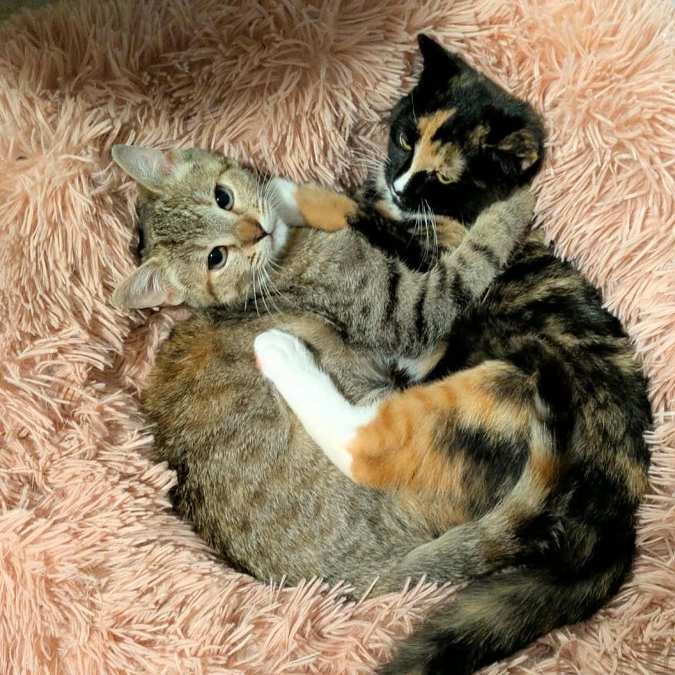 tabby calico kittens cuddly