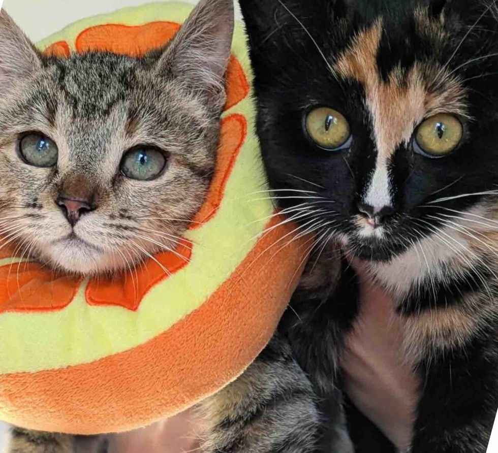 tabby calico kittens friends