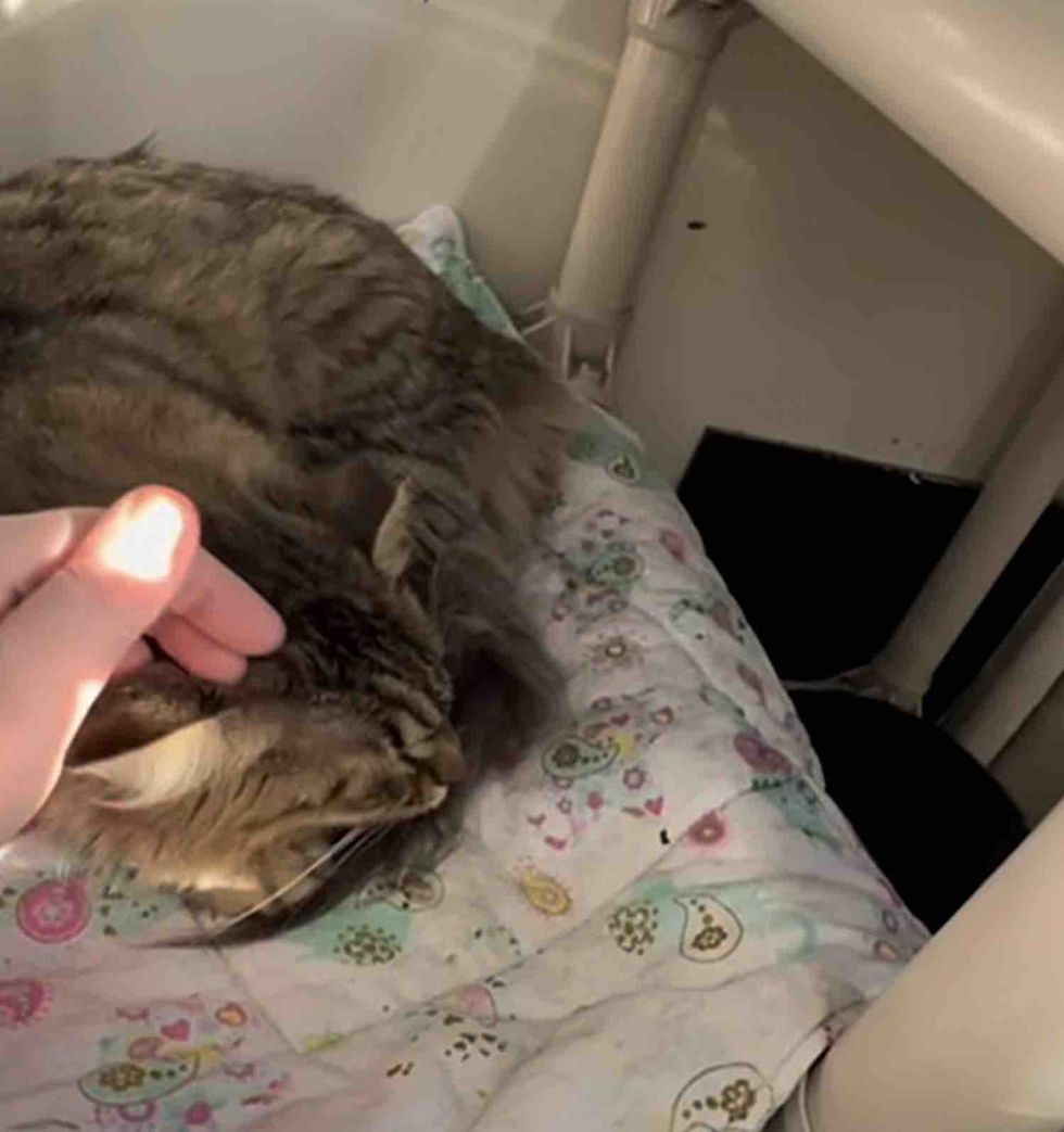 tabby cat accepts affection