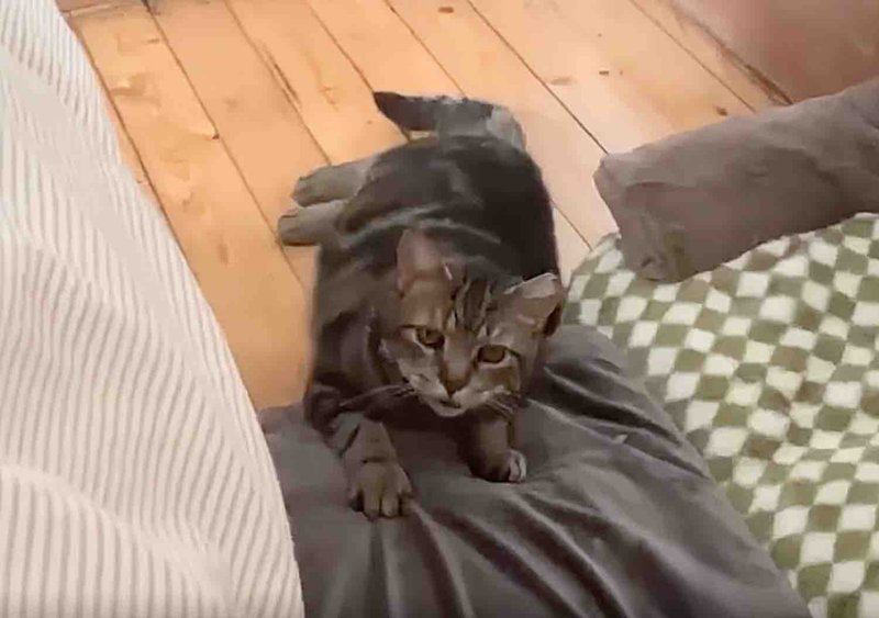 tabby cat adjusting home