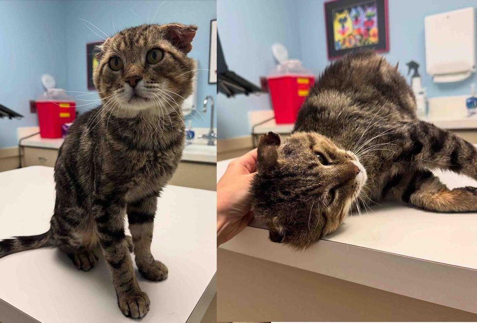 tabby cat affectionate