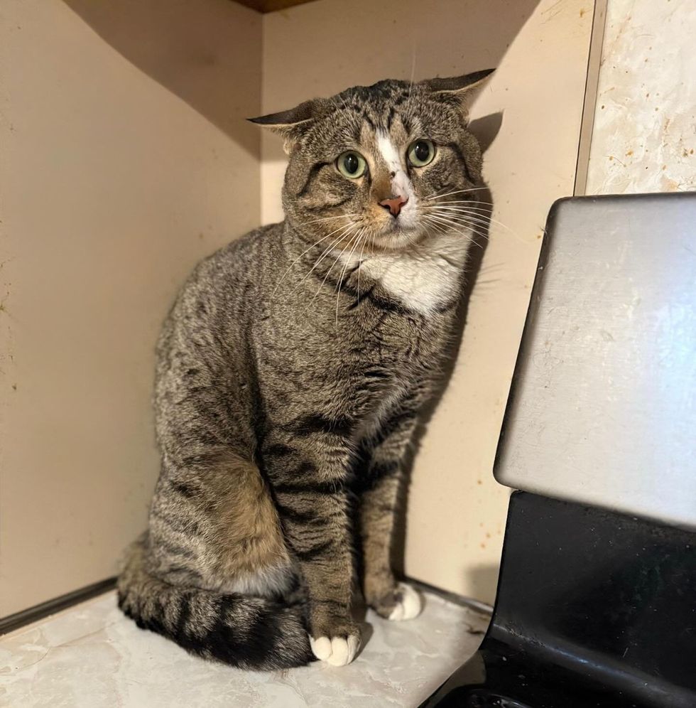 tabby cat airplane ears