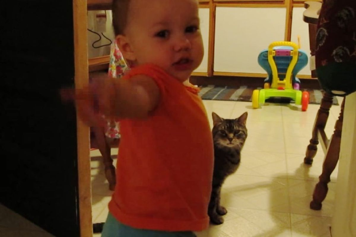 tabby cat and baby sister have mini conversations