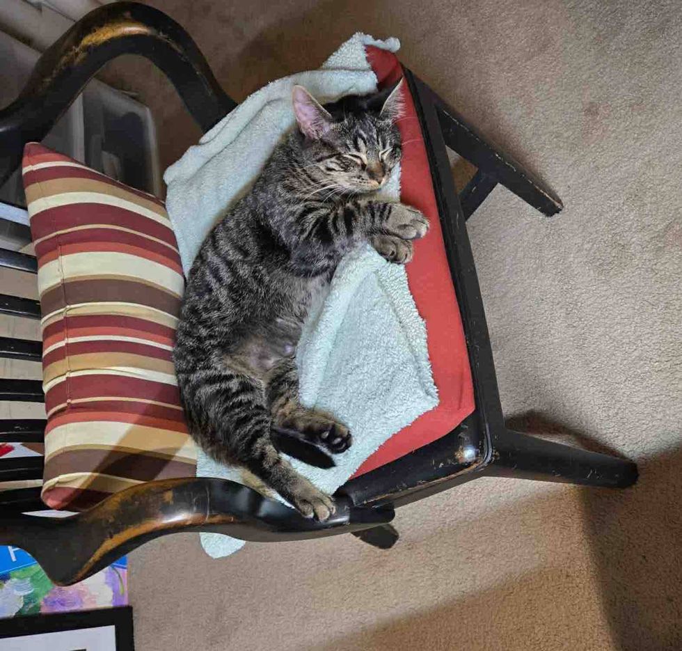 tabby cat artist chair